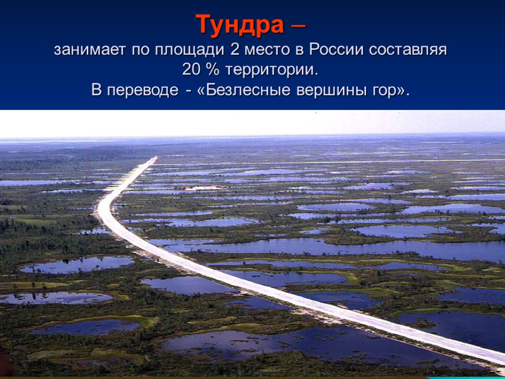 Тундра – занимает по площади 2 место в России составляя 20 % территории. В